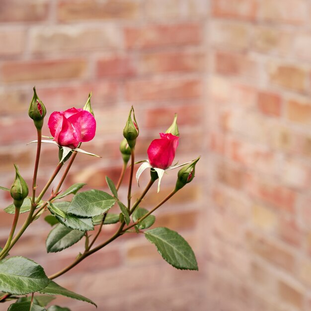 Leuchtend rosa Rose Nahaufnahme. Makro, Tonisierung.