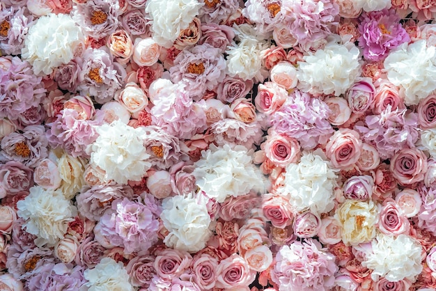 Leuchtend rosa Rosen als Hintergrund bunte Blumen