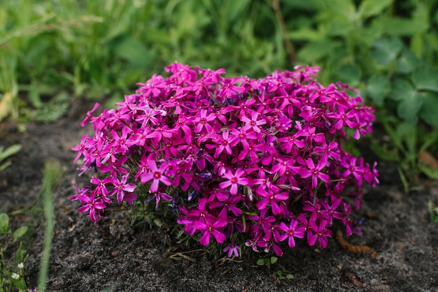 Leuchtend rosa Styloid-Phlox blüht im Frühling im Garten