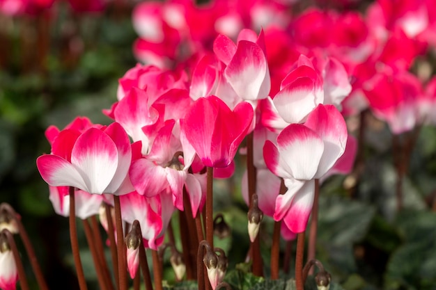 Leuchtend rosa und weiße Alpenveilchen-Blüten, Nahaufnahme. Roter Alpenveilchen-Pflanzenverkauf im Gartenladen in der Frühjahrssaison