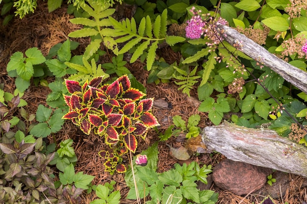 Leuchtend rot-gelbe Pflanze Coleus-Blume