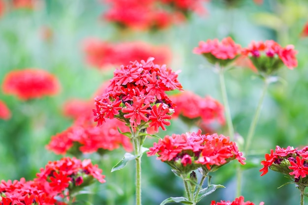 Leuchtend rote Blüten der Lychnis chalcedonica Malteserkreuzpflanze im Sommergarten