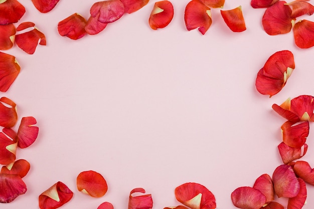 Leuchtend rote Blütenblätter eines Ranunkels auf einem rosa Hintergrund in Form eines Rahmens