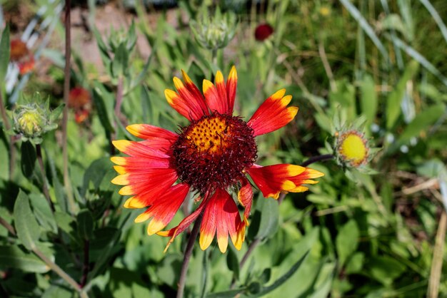 Leuchtend rote Blume zwischen grünen Blättern in der Nähe