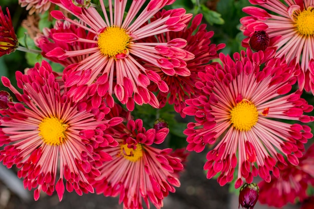 Leuchtend rote Blumen im Garten