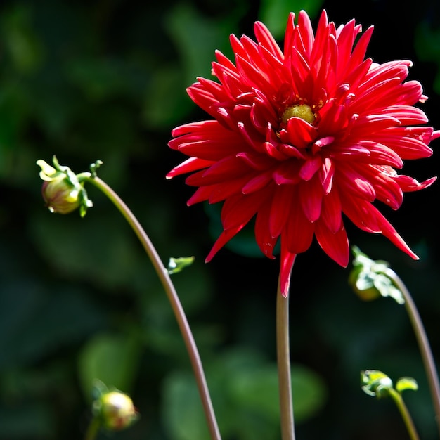 Foto leuchtend rote dahlie, die im sommer blüht