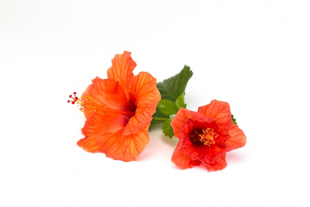 Leuchtend rote Hibiskusblume mit grünem Blatt auf weißem Hintergrund.