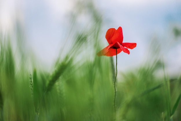 Leuchtend rote Mohnblume auf grünem Grashintergrund des blauen Himmels ANG