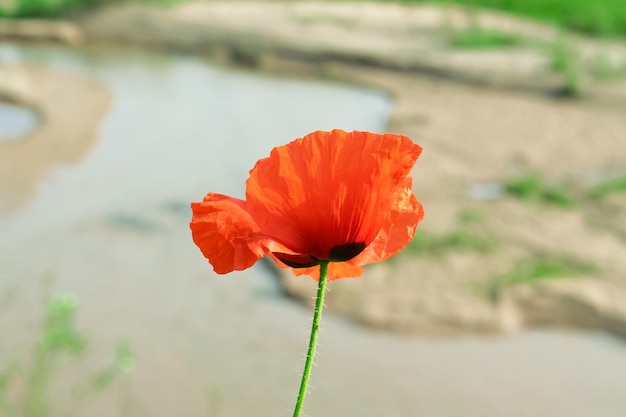 Leuchtend rote Mohnblumen auf der Wiese