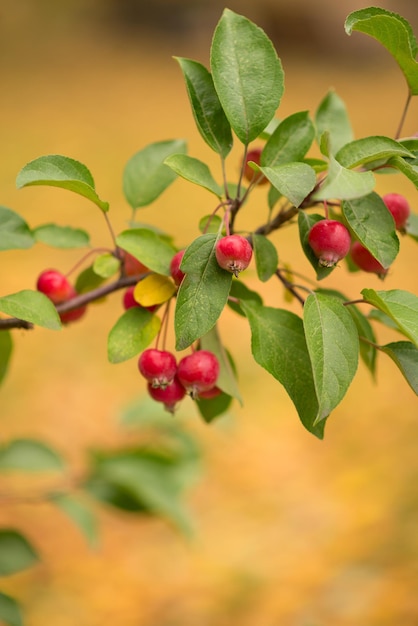 Leuchtend rote Äpfel auf einem dekorativen Apfelbaum im Park