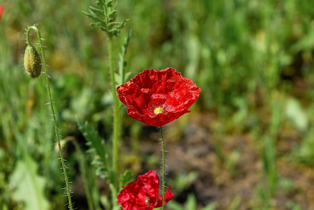 Leuchtend rote Poopy-Blumen auf der Wiese.