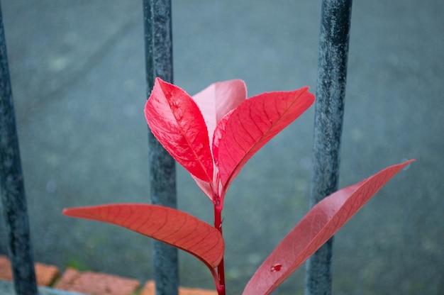 Foto leuchtend rote robin-pflanzenblätter