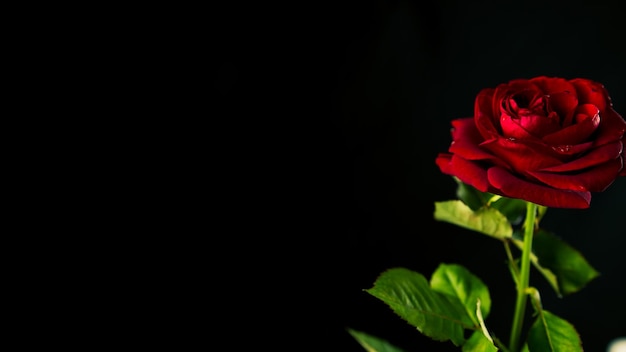 Leuchtend rote Rose im dunklen Raum Von oben rote Rose mit grünen Blättern und roten Blüten auf schwarzem Hintergrund