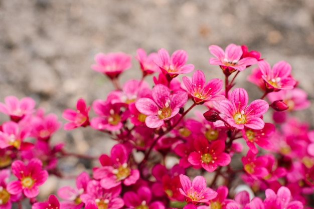 Leuchtend rote Saxifraga blüht im Frühjahr im Garten in der Nähe