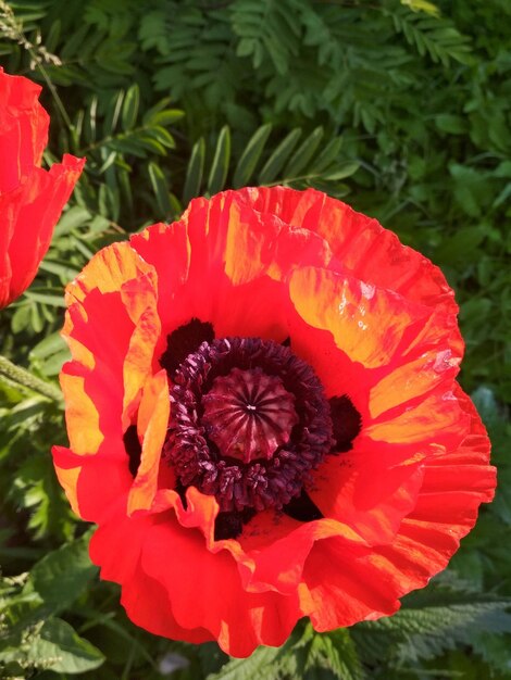 Foto leuchtend rote schöne blumen mohnblumen im garten gartenarbeit blumenzucht im freien