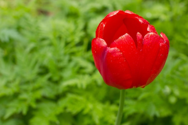 Leuchtend rote Tulpen