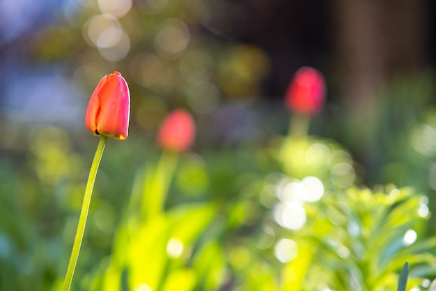 Leuchtend rote Tulpenblume, die im Frühlingsgarten wächst