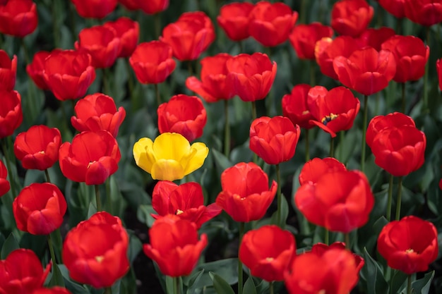 Foto leuchtend rote und gelbe blühende tulpenblüten im garten in nahaufnahme