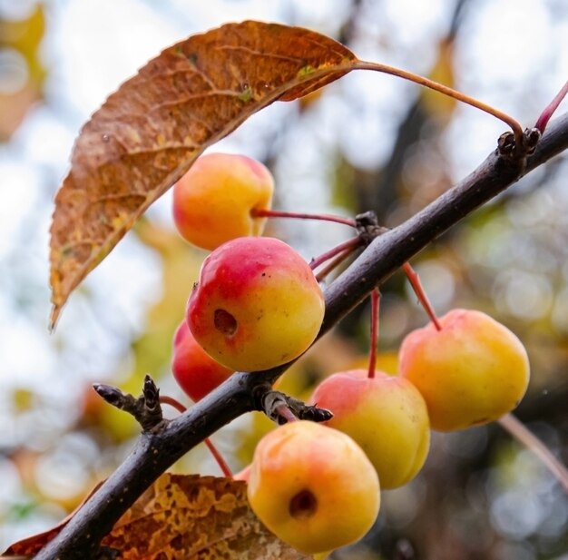 leuchtend saftige Früchte von Paradiesäpfeln im Herbst auf Bäumen