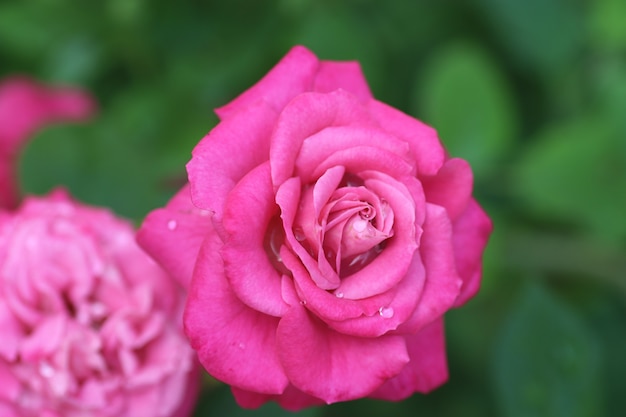 leuchtend schöne rosa Rose unter der strahlenden Sonne an einem Sommertag schöne Blume