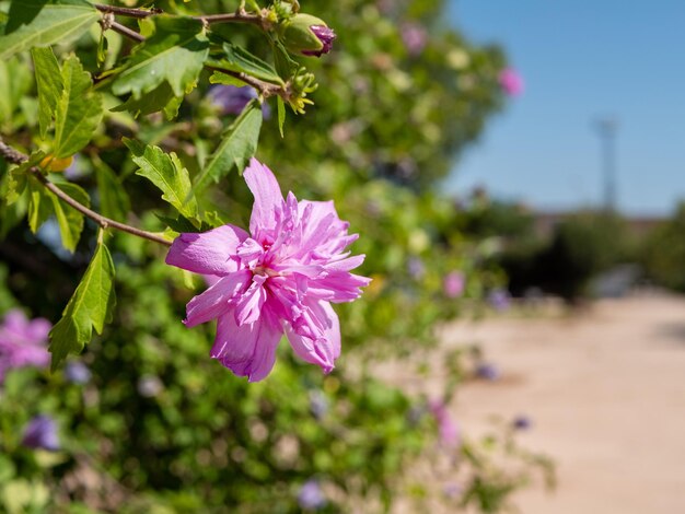 Leuchtend violette Blume auf einem Ast auf einer Stadtstraße