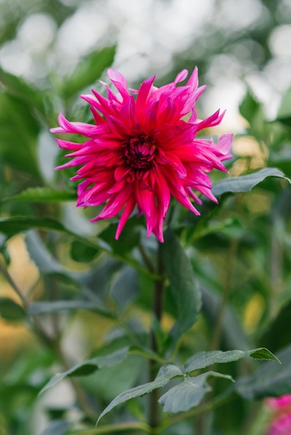 Leuchtend violette Blume der Nadeldahlie im Sommer im Garten