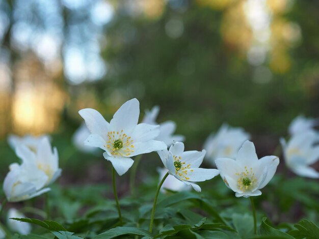 Leuchtend weiße Blüten aus Anemonen-Eichenholz (Anemone nemorosa) vor dem Hintergrund grüner Blätter.