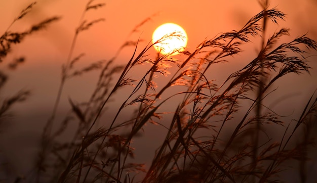 Leuchtende orangefarbene Grasblume mit verschwommenem Sonnenuntergang im Hintergrund