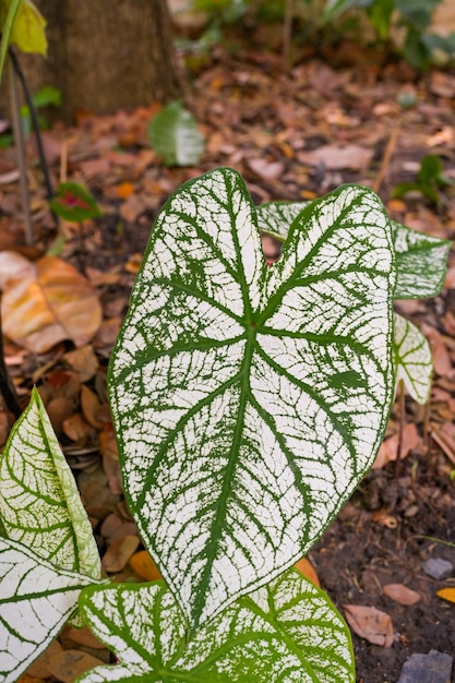 Leuchtende zweifarbige Caladium-Pflanze auf dem Boden