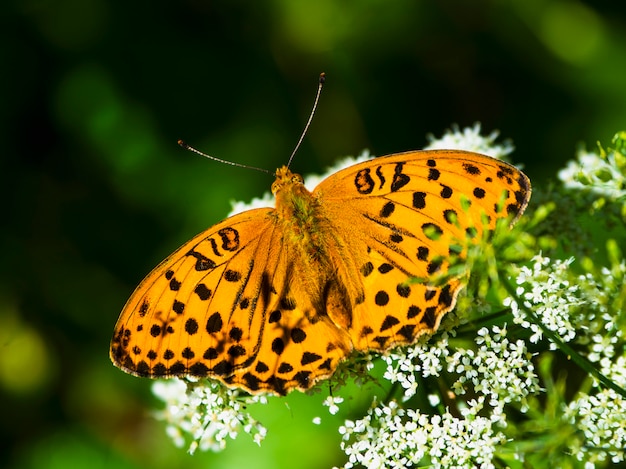 Leuchtender orangefarbener großer Perlmuttschmetterling, der auf einer weißen Blume gegen verschwommenes grünes Gras sitzt