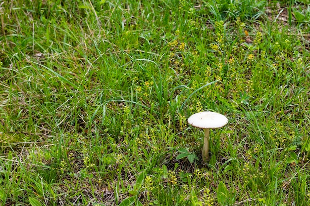 Foto leucoagaricus leucotitas