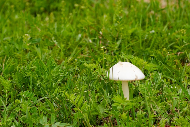 Foto leucoagaricus leucotitas