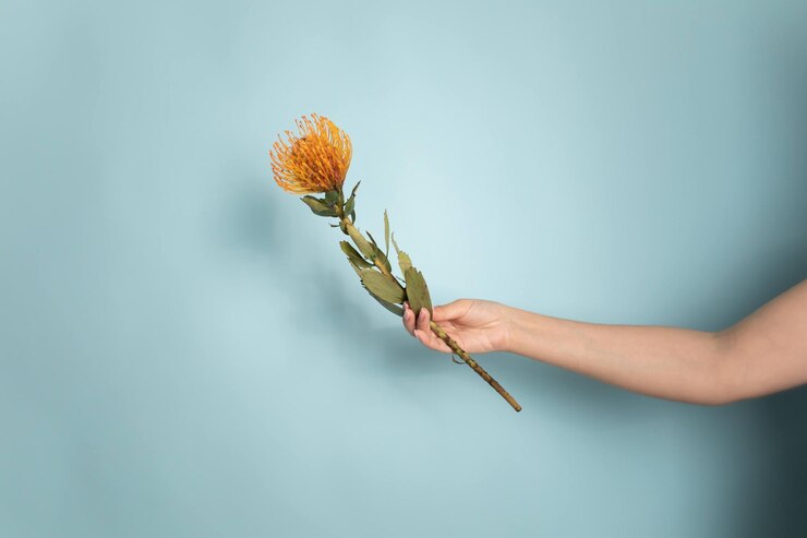 Leucospermum cordifolium en mano de mujer sobre fondo azul claro