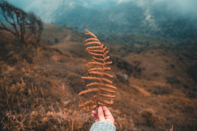 Leute, die Blatt auf Berg mit Nebel halten