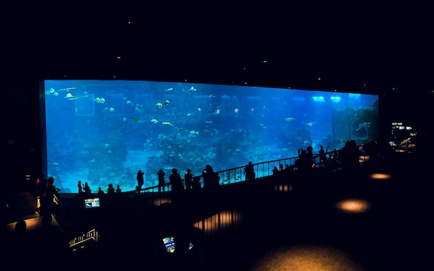 Leute, die Fische im Aquarium beobachten