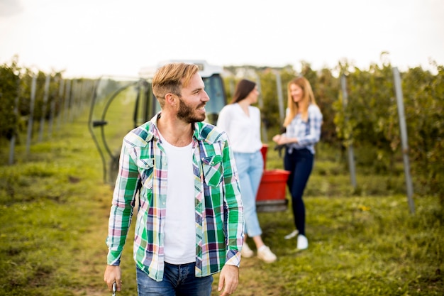 Leute, die Trauben im Weinberg im Herbst ernten