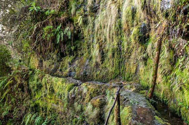 Levada antigua y abandonada con vegetación exuberante