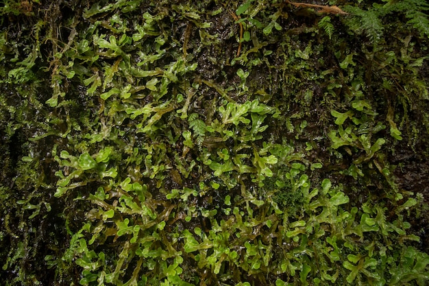 Levada de Caldeirao Verde