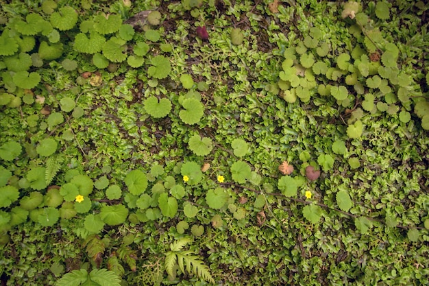 Levada de Caldeirao Verde