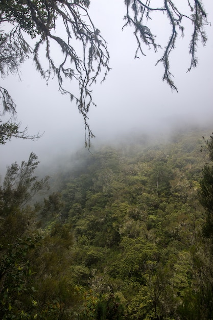 Foto levada de caldeirao verde