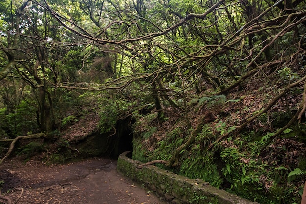 Foto levada de caldeirao verde