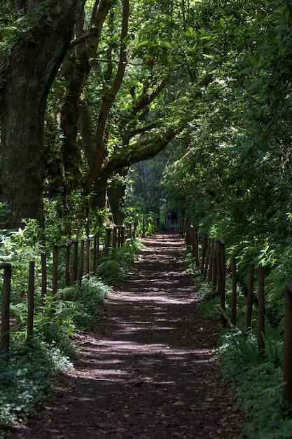 Levada de Caldeirao Verde