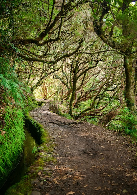 Levada de trekking