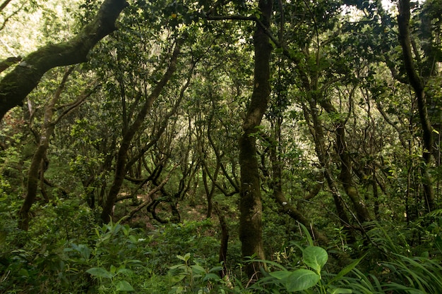 Levada do Caldeirão Verde