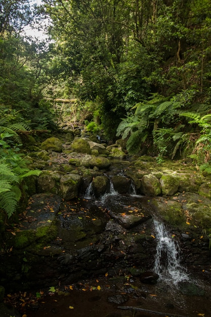 Levada do Caldeirão Verde