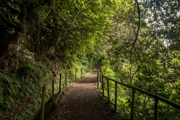 Levada do Caldeirão Verde