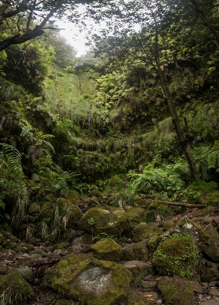 Levada von Caldeirao Verde