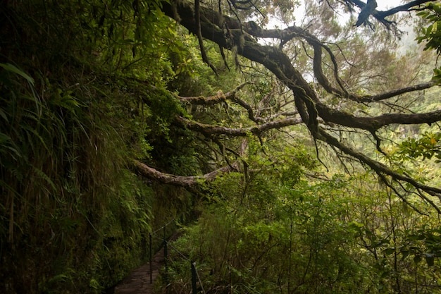 Levada von Caldeirao Verde