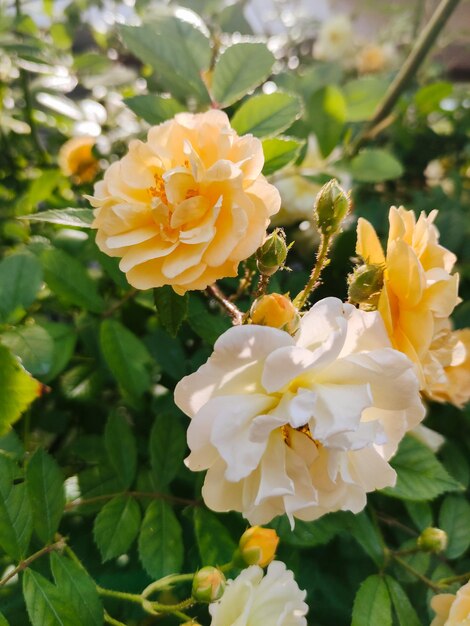 se levantó en el floreciente jardín de verano