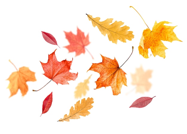 Levitação de folhas de outono de bordo e carvalho em um fundo branco isolado